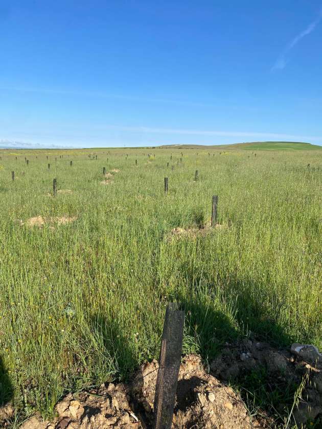 Reforestación vertedero del Peñigoso